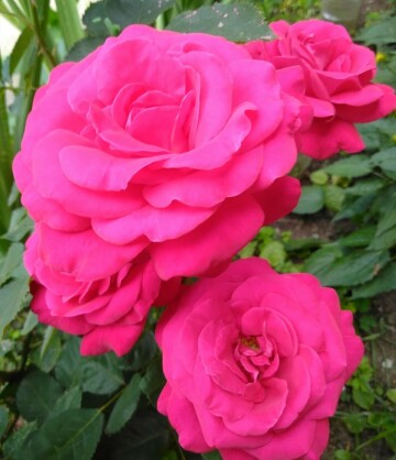 Три розы. Фото Свободно для коммерческого использования, Атрибуция не требуется. Бесплатное стоковое фото для свободного скачивания