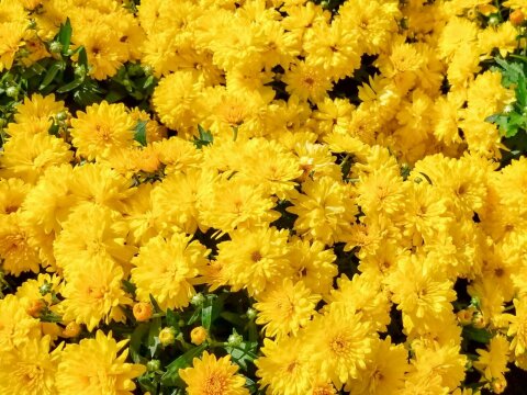 Желтые хризантемы. Фото Свободно для коммерческого использования, Атрибуция не требуется. Бесплатное стоковое фото для свободного скачивания