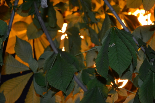 Свет сквозь листья. Фото Свободно для коммерческого использования, Атрибуция не требуется. Бесплатное стоковое фото для свободного скачивания