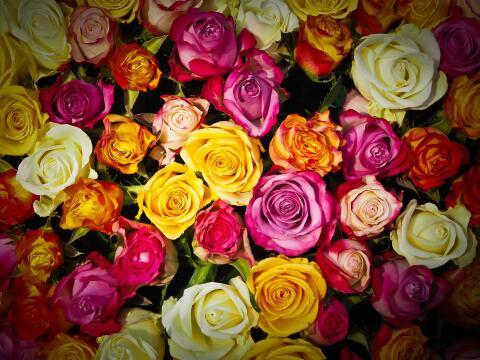Разноцветные розы. Фото Free for commercial use, No attribution required. Бесплатное стоковое фото для свободного скачивания