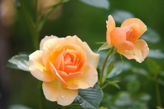 Оранжевые розы. Фото Free for commercial use, No attribution required. Бесплатное стоковое фото для свободного скачивания
