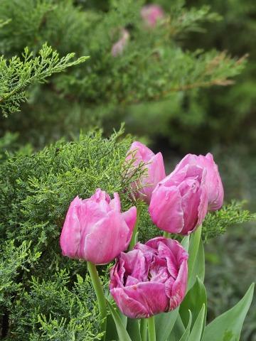 Розовые тюльпаны (6). Фото Свободно для коммерческого использования, Атрибуция не требуется. Бесплатное стоковое фото для свободного скачивания
