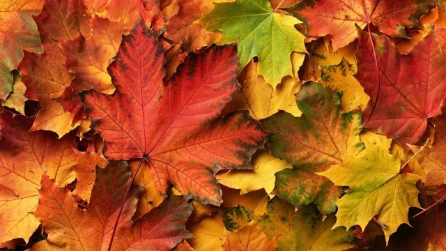 Осенние листья клена. Фото Free for commercial use, No attribution required. Бесплатное стоковое фото для свободного скачивания