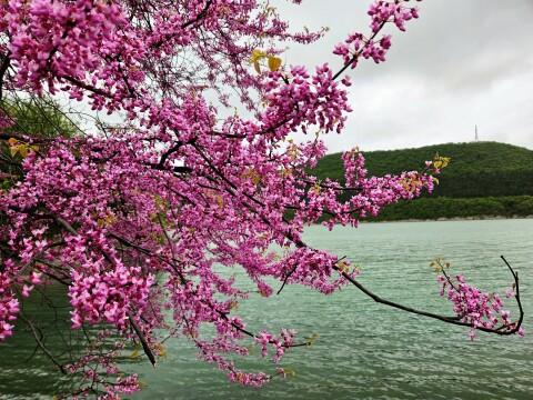 Весна на озере Абрау-Дюрсо. Фото Free for commercial use, No attribution required. Бесплатное стоковое фото для свободного скачивания
