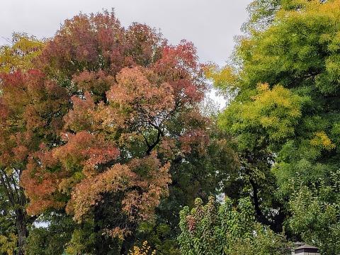 Осенние деревья. Фото Free for commercial use, No attribution required. Бесплатное стоковое фото для свободного скачивания