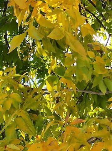 Желтые листья. Фото Свободно для коммерческого использования, Атрибуция не требуется. Бесплатное стоковое фото для свободного скачивания
