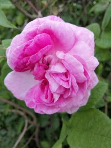 Розовая роза (8). Фото Свободно для коммерческого использования, Атрибуция не требуется. Бесплатное стоковое фото для свободного скачивания
