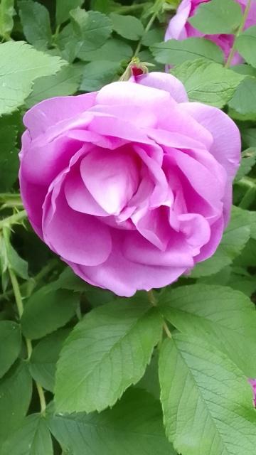 Роза в саду. Фото Свободно для коммерческого использования, Атрибуция не требуется. Бесплатное стоковое фото для свободного скачивания