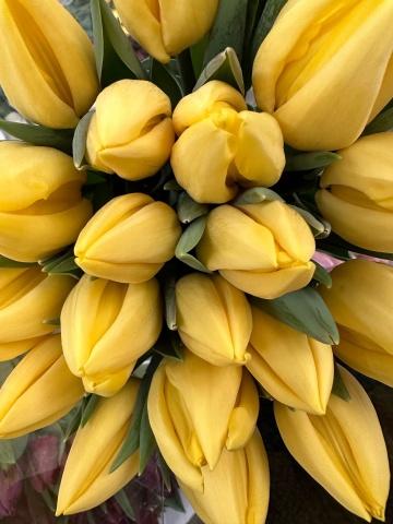 Желтые тюльпаны (5). Фото Свободно для коммерческого использования, Атрибуция не требуется. Бесплатное стоковое фото для свободного скачивания