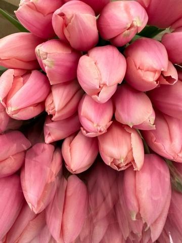 Розовые тюльпаны (7). Фото Свободно для коммерческого использования, Атрибуция не требуется. Бесплатное стоковое фото для свободного скачивания