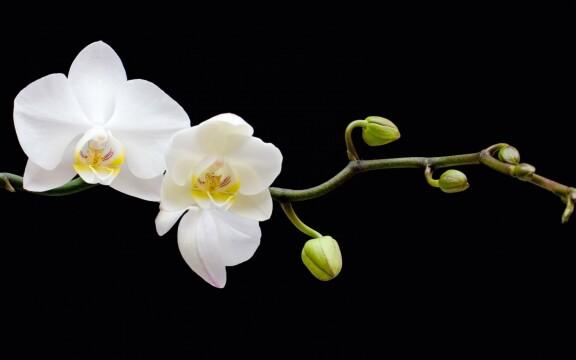 Ветка орхидеи. Фото Свободно для коммерческого использования, Атрибуция не требуется. Бесплатное стоковое фото для свободного скачивания