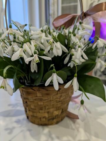 Подснежники в корзине. Фото Свободно для коммерческого использования, Атрибуция не требуется. Бесплатное стоковое фото для свободного скачивания