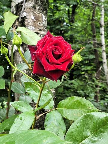 Красная роза. Фото Свободно для коммерческого использования, Атрибуция не требуется. Бесплатное стоковое фото для свободного скачивания