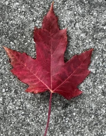 Осенний лист. Фото Free for commercial use, No attribution required. Бесплатное стоковое фото для свободного скачивания
