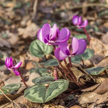 Цикламены весной. Фото Свободно для коммерческого использования, Атрибуция не требуется. Бесплатное стоковое фото для свободного скачивания