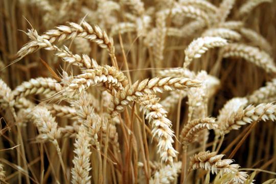 Золотистая пшеница. Фото Свободно для коммерческого использования, Атрибуция не требуется. Бесплатное стоковое фото для свободного скачивания