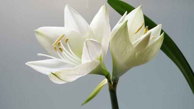 Белый цветок (7). Фото Свободно для коммерческого использования, Атрибуция не требуется. Бесплатное стоковое фото для свободного скачивания