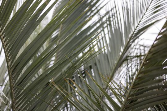 пальмовые листья. Фото Free for commercial use, No attribution required. Бесплатное стоковое фото для свободного скачивания