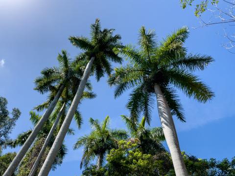 пальмы. Фото Free for commercial use, No attribution required. Бесплатное стоковое фото для свободного скачивания