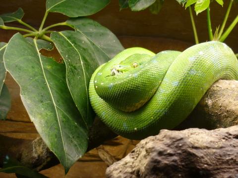 Зеленая змея с зеленым листом. Фото Free for commercial use, No attribution required. Бесплатное стоковое фото для свободного скачивания