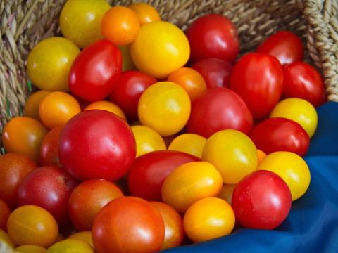 Урожай помидор. Фото Free for commercial use, No attribution required. Бесплатное стоковое фото для свободного скачивания
