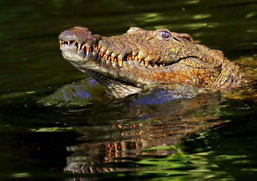Рывок крокодила. Фото Свободно для коммерческого использования, Атрибуция не требуется. Бесплатное стоковое фото для свободного скачивания