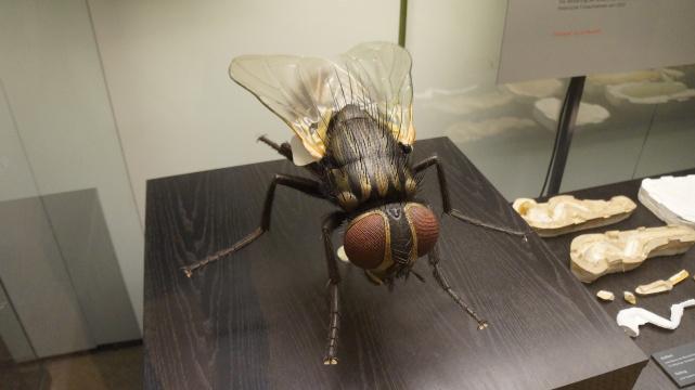Увеличенная модель мухи в музее Naturkunde, Берлин. Фото Свободно для коммерческого использования, Требуется указание авторства. Бесплатное стоковое фото для свободного скачивания