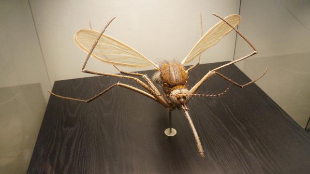 Увеличенная модель комара в музее Naturkunde в Берлине. Фото Свободно для коммерческого использования, Требуется указание авторства. Бесплатное стоковое фото для свободного скачивания