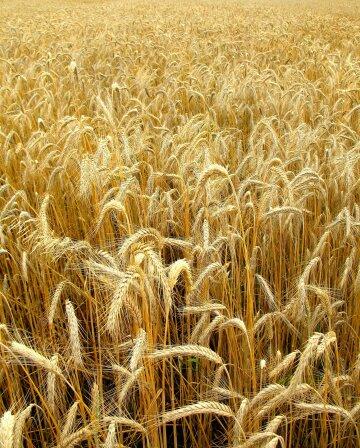 Пшеница (10). Фото Свободно для коммерческого использования, Атрибуция не требуется. Бесплатное стоковое фото для свободного скачивания