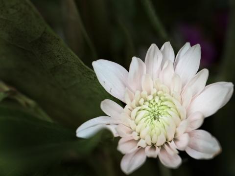 Белый цветок (13). Фото Свободно для коммерческого использования, Атрибуция не требуется. Бесплатное стоковое фото для свободного скачивания