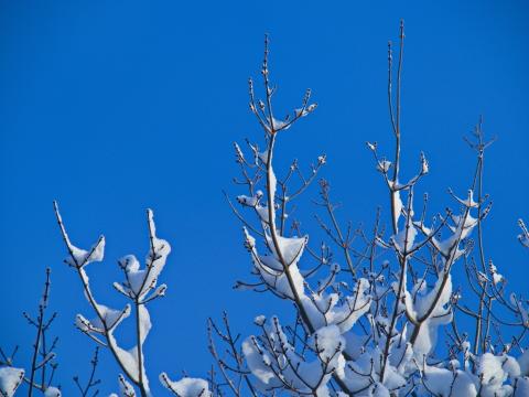 Снежные ветви. Фото Free for commercial use, No attribution required. Бесплатное стоковое фото для свободного скачивания