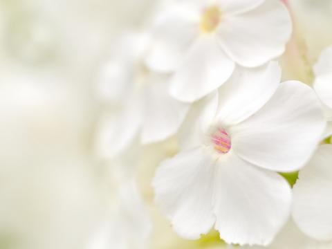 Белые цветы. Фото Free for commercial use, No attribution required. Бесплатное стоковое фото для свободного скачивания