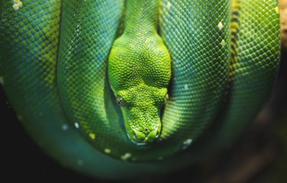 Зеленая змея. Фото Free for commercial use, No attribution required. Бесплатное стоковое фото для свободного скачивания