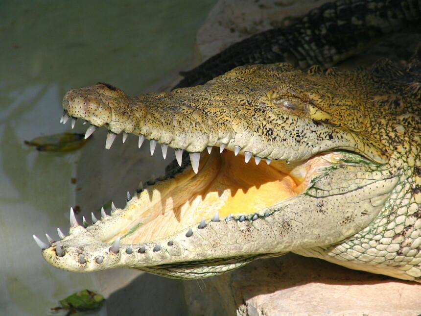 Какие животные глотают камни. Зубы рептилий. Крокодил глотает камни. Крокодил с птицей во рту.