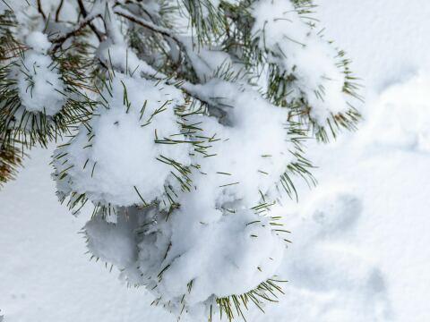 Снежная зима. Фото Свободно для коммерческого использования, Атрибуция не требуется. Бесплатное стоковое фото для свободного скачивания