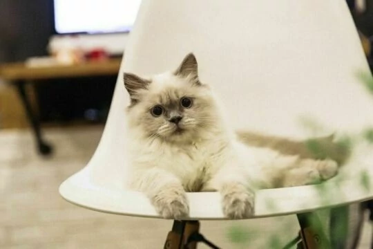 Кот с большими глазами на стуле. Фото Свободно для коммерческого использования, Атрибуция не требуется. Бесплатное стоковое фото для свободного скачивания