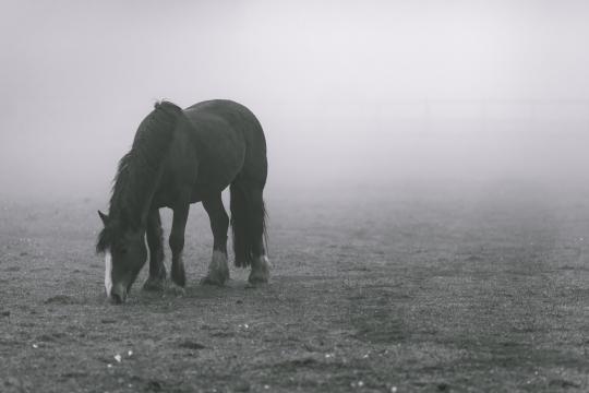 Животные лошади. Фото Free for commercial use, No attribution required. Бесплатное стоковое фото для свободного скачивания