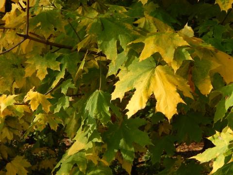 Осень в городе, желтые листья в парке. Фото Free for commercial use, No attribution required. Бесплатное стоковое фото для свободного скачивания