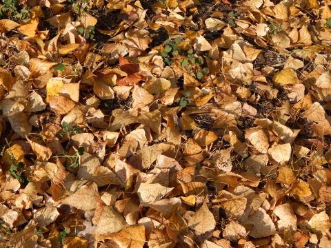 Осень в городе, желтые листья в парке. Фото Free for commercial use, No attribution required. Бесплатное стоковое фото для свободного скачивания