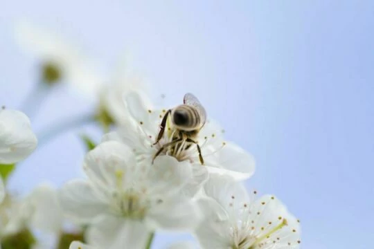Пчела. Белый Цветок. Фото Free for commercial use, No attribution required. Бесплатное стоковое фото для свободного скачивания
