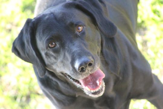Счастливая черная собака. Фото Free for commercial use, No attribution required. Бесплатное стоковое фото для свободного скачивания
