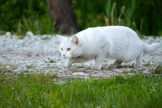 Белая кошка крадется. Фото Свободно для коммерческого использования, Атрибуция не требуется. Бесплатное стоковое фото для свободного скачивания