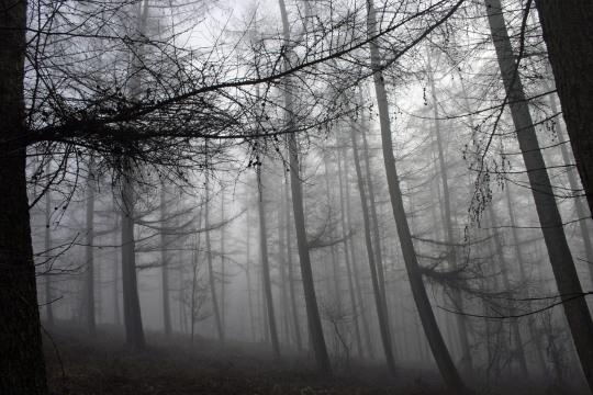 Туманный лес (2). Фото Свободно для коммерческого использования, Атрибуция не требуется. Бесплатное стоковое фото для свободного скачивания