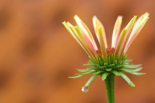 Бутон цветка. Фото Free for commercial use, No attribution required. Бесплатное стоковое фото для свободного скачивания