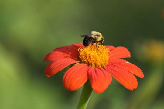 Весенний цветок и пчела. Фото Free for commercial use, No attribution required. Бесплатное стоковое фото для свободного скачивания