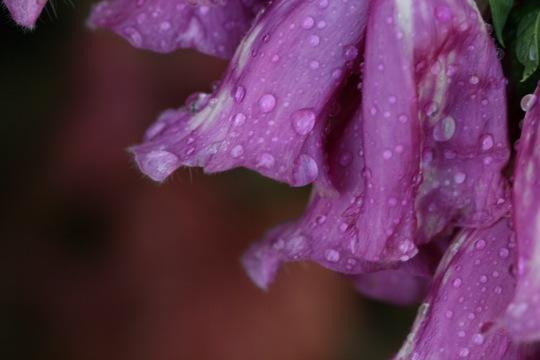 Цветок. Фиолетовый Дождь. Фото Свободно для коммерческого использования, Атрибуция не требуется. Бесплатное стоковое фото для свободного скачивания