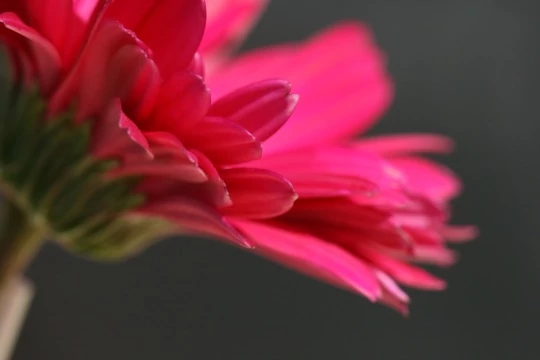 Розовый цветок (4). Фото Свободно для коммерческого использования, Атрибуция не требуется. Бесплатное стоковое фото для свободного скачивания