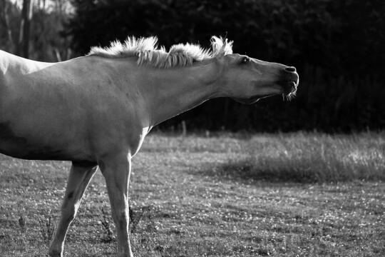 Веселая лошадь. Фото Free for commercial use, No attribution required. Бесплатное стоковое фото для свободного скачивания