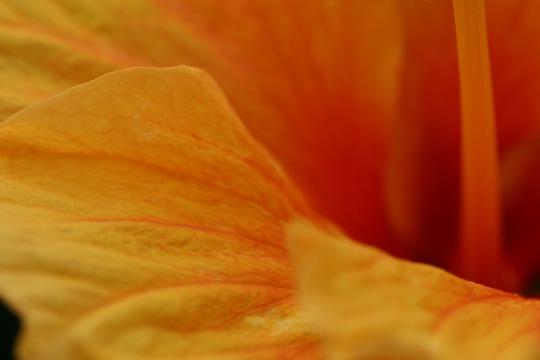Лепесток цветка. Фото Free for commercial use, No attribution required. Бесплатное стоковое фото для свободного скачивания