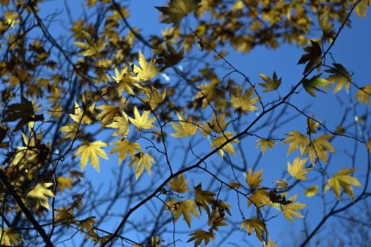 Желтые листья, голубое небо. Фото Свободно для коммерческого использования, Атрибуция не требуется. Бесплатное стоковое фото для свободного скачивания